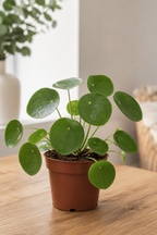 Pilea Peperomioides – Plante Crêpe Chinoise aux Feuilles Rondes – Ø13 cm