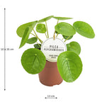 Pilea Peperomioides – Chinese Money Plant with Round Leaves – Ø13 cm