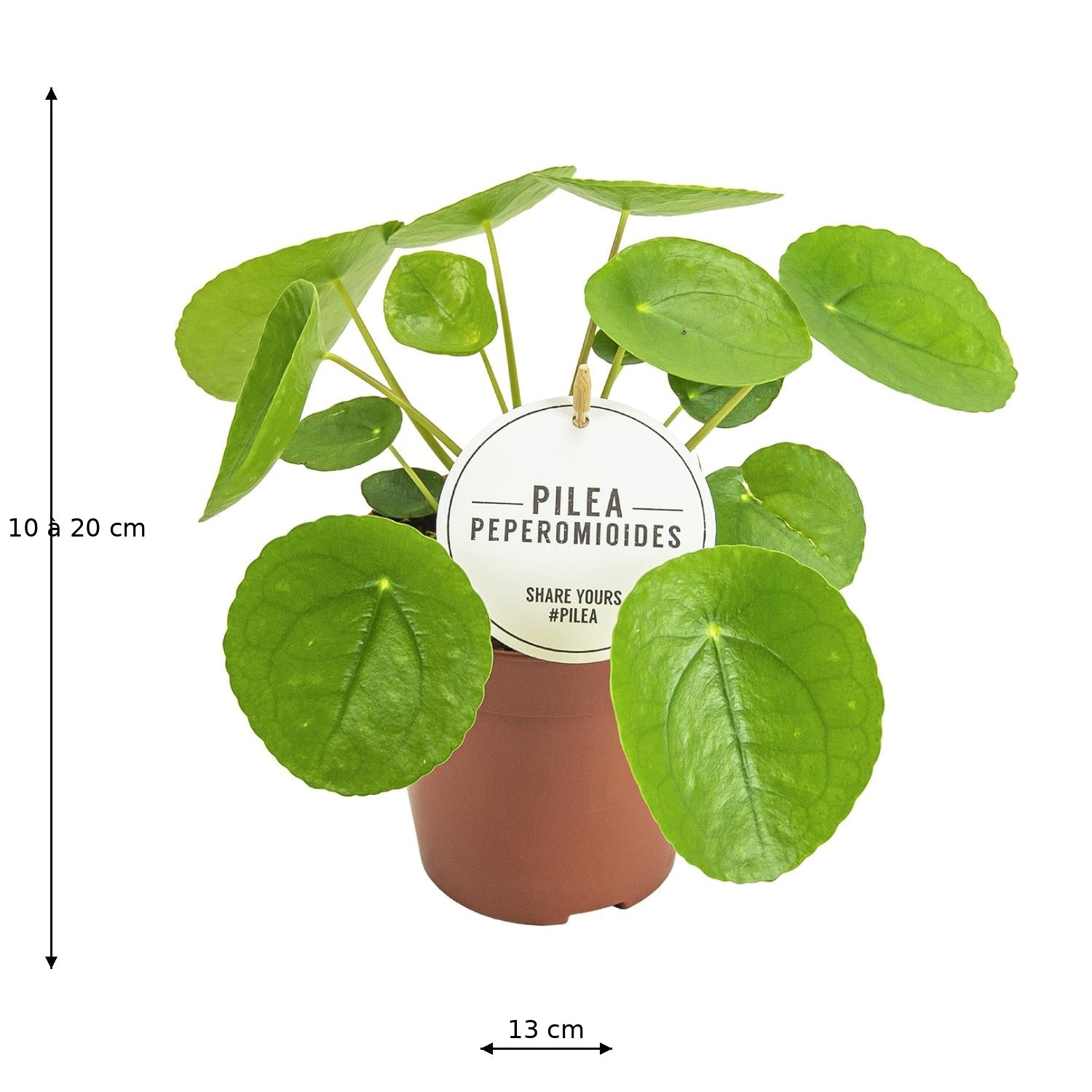 Pilea Peperomioides – Chinese Money Plant with Round Leaves – Ø13 cm