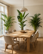 Pack de 3 plantes d’intérieur XXL – Kentia, Strelitzia & Areca 200+ cm