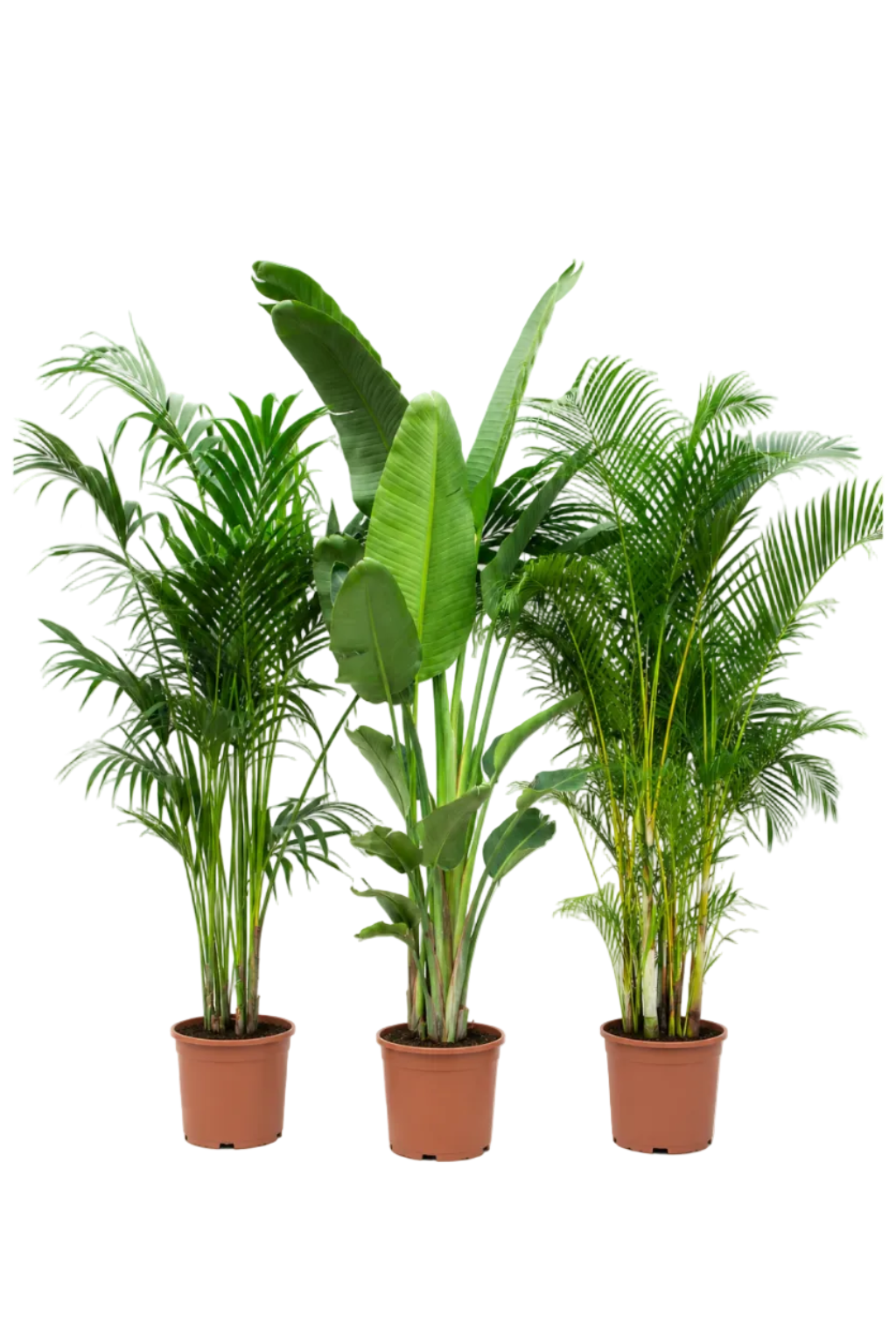 Pack de 3 plantes d’intérieur XXL – Kentia, Strelitzia & Areca 200+ cm