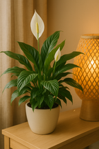 Culvita – Terreau Anthurium & Fougères 5L – Légèreté & humidité maîtrisée