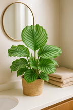 Calathea Orbifolia avec panier Sofia naturel – 65 cm Ø21