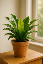 Culvita – Terreau Anthurium & Fougères 5L – Légèreté & humidité maîtrisée