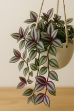 Engrais liquide Pokon 500 ml – Plantes d’intérieur vertes et fleuries