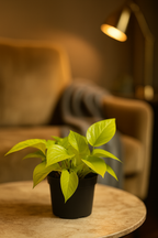 Epipremnum Golden Pothos – Scindapsus aureus – Plante tropicale retombante