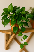 Terreau Universel Culvita 40 L – Substrat de culture premium pour plantes d’intérieur et d’extérieur | Nourriture 6 semaines