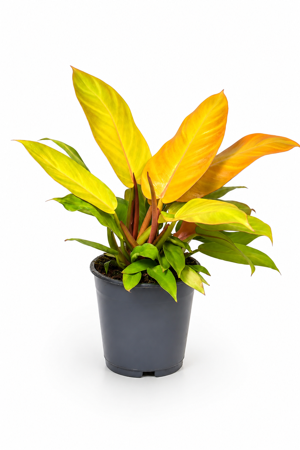 Philodendron Prince of Orange – Seltene Tropenpflanze mit kupferfarbenem Laub – Ø14 cm
