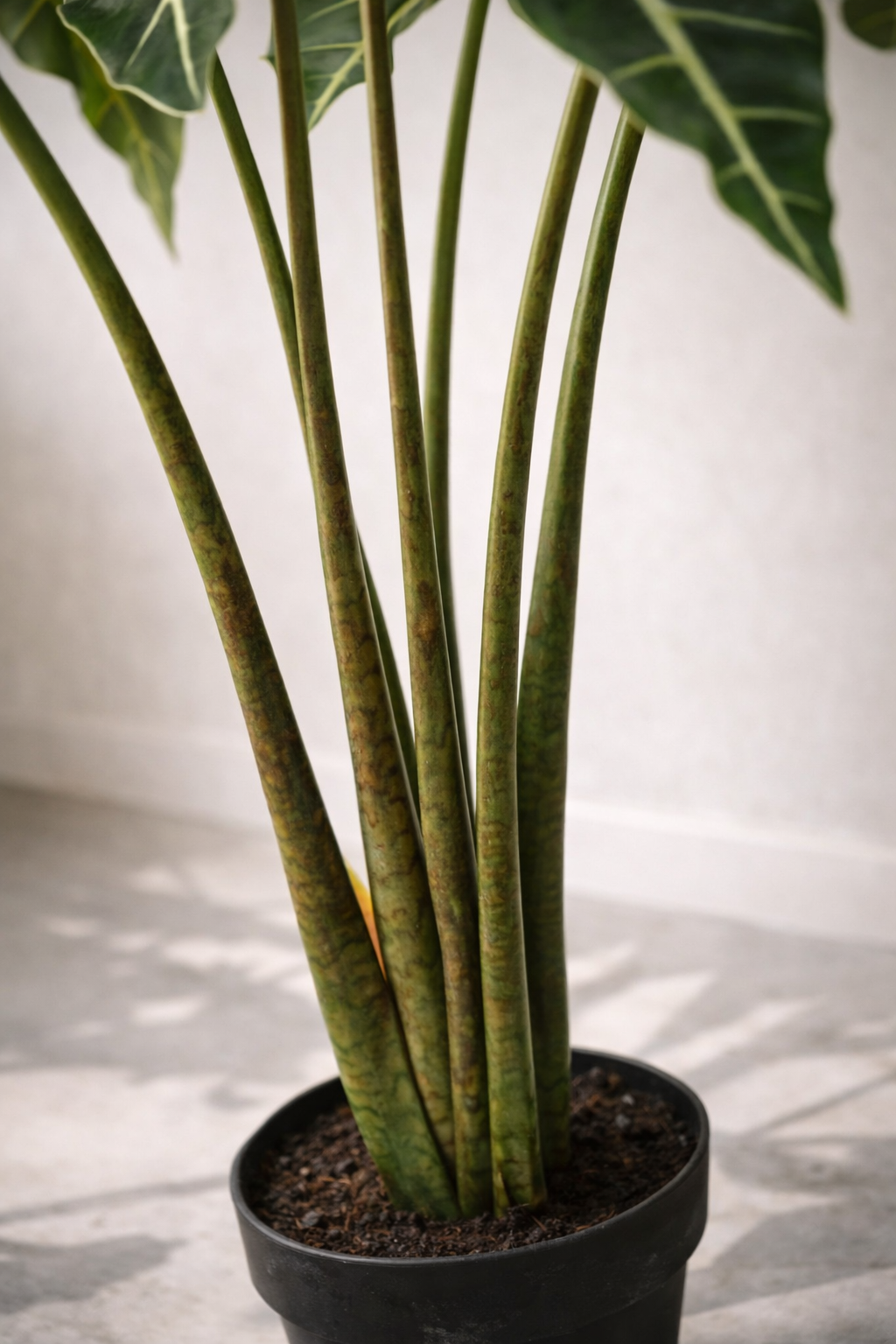 Alocasia Frydek artificielle — Olifantsoor — Plante d’intérieur design — 80 cm & 120 cm