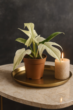 Philodendron Florida Ghost Ø12 cm – Plante rare au feuillage blanc 30 cm