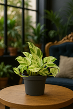 Epipremnum “Marble Queen” — Scindapsus Happy Leaf — Ø12 cm — 20 cm