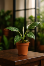 Philodendron White Princess – Plante rare & marbrures uniques (B Grade) – Ø12 cm – 30 cm