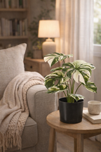 Artificial Monstera Variegata 40cm in a pot – Green &amp; white decorative plant with no maintenance