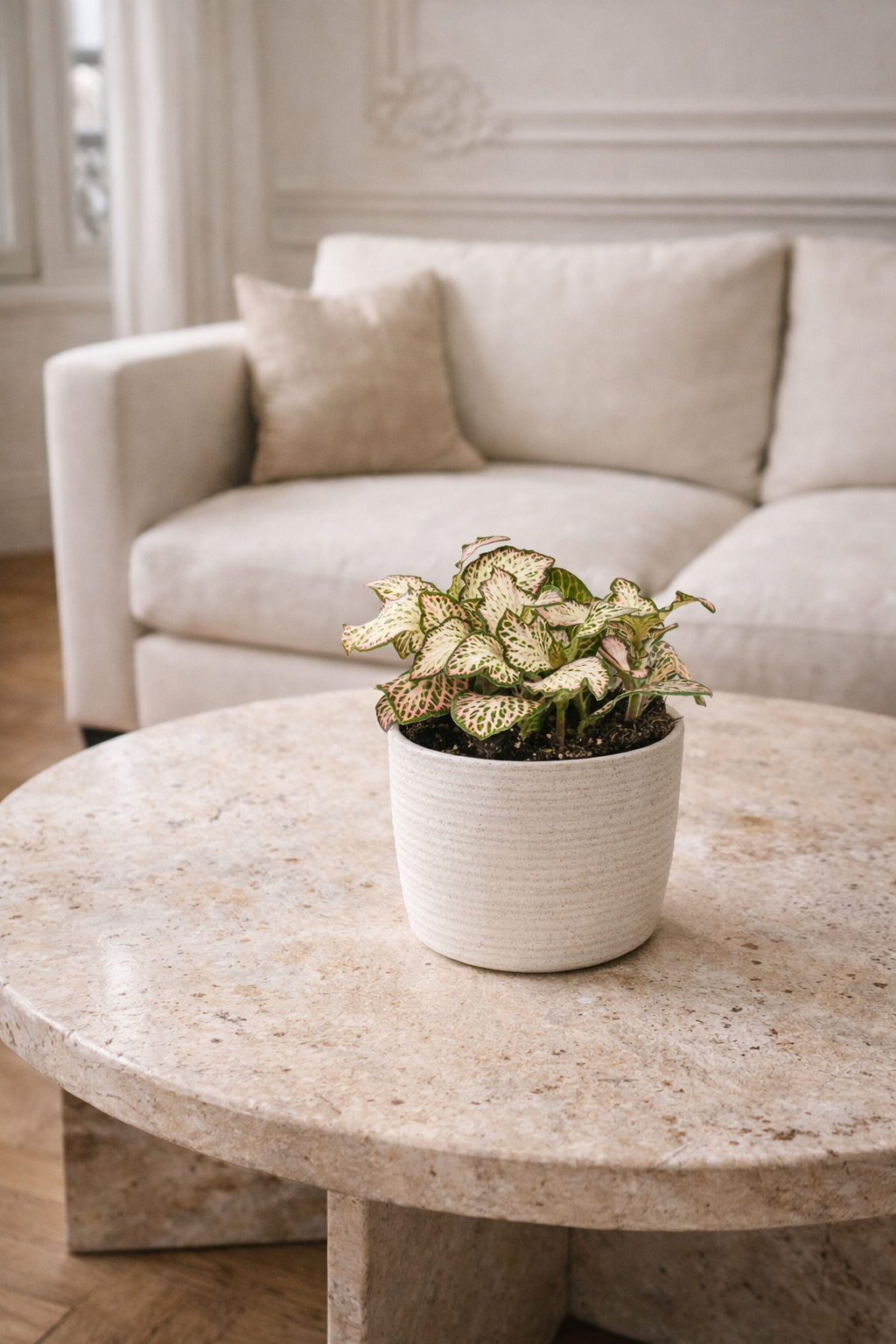 Fittonia Pink Tiger – Plante Mosaïque Rose Tropicale – Fittonia d’Intérieur Ø8,5 cm