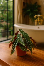 Begonia Maculata – Plante rare Ø12 cm - 20 cm – Feuilles tachetées décoratives – Plante d’intérieur graphique & tropicale