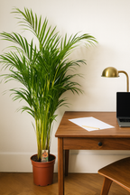 Palmier Areca (Dypsis lutescens) – Ø17/21 cm – 70/100/130 cm