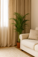 Palmier Areca (Dypsis lutescens) – Ø17/21 cm – 70/100/130 cm