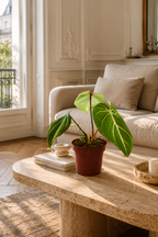 Philodendron Selloum Atom – Compact Tropical Plant with Wavy Leaves – Ø12 cm