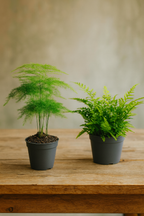 Set de 6 Mini Plantes Vertes – Pot Ø6 cm | Asparagus, Coffea Arabica, Ficus Ginseng, Fougère, Hedera, Bergpalm