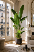 Pack de 3 plantes d’intérieur XXL – Kentia, Strelitzia & Areca 200+ cm
