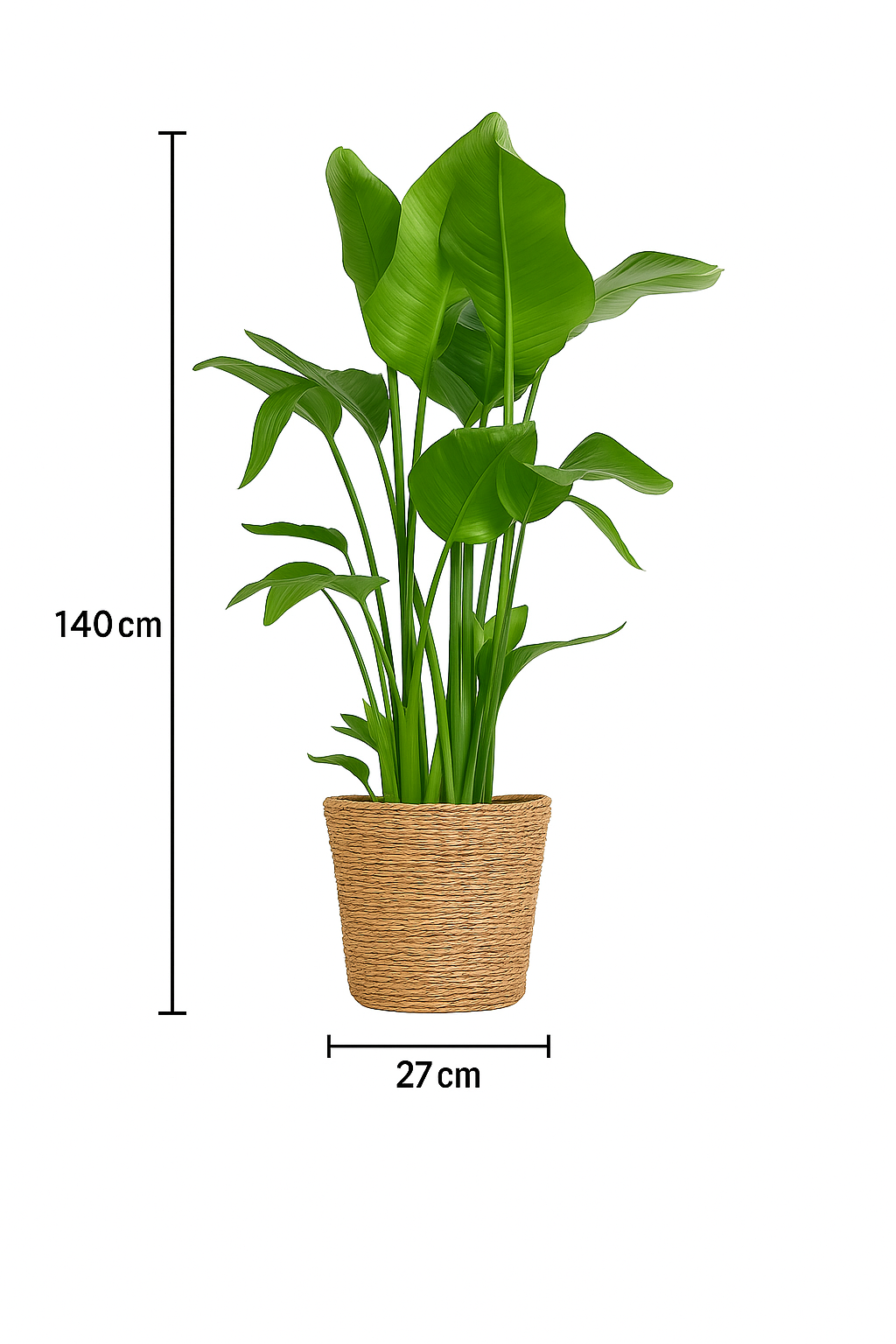 Strelitzia Nicolai XL – Plante d’intérieur tropicale 140 cm avec panier Torun Ø27 cm | Élégance naturelle et feuillage spectaculaire