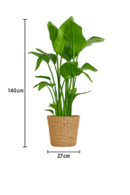 Strelitzia Nicolai XL – Plante d’intérieur tropicale 140 cm avec panier Torun Ø27 cm | Élégance naturelle et feuillage spectaculaire