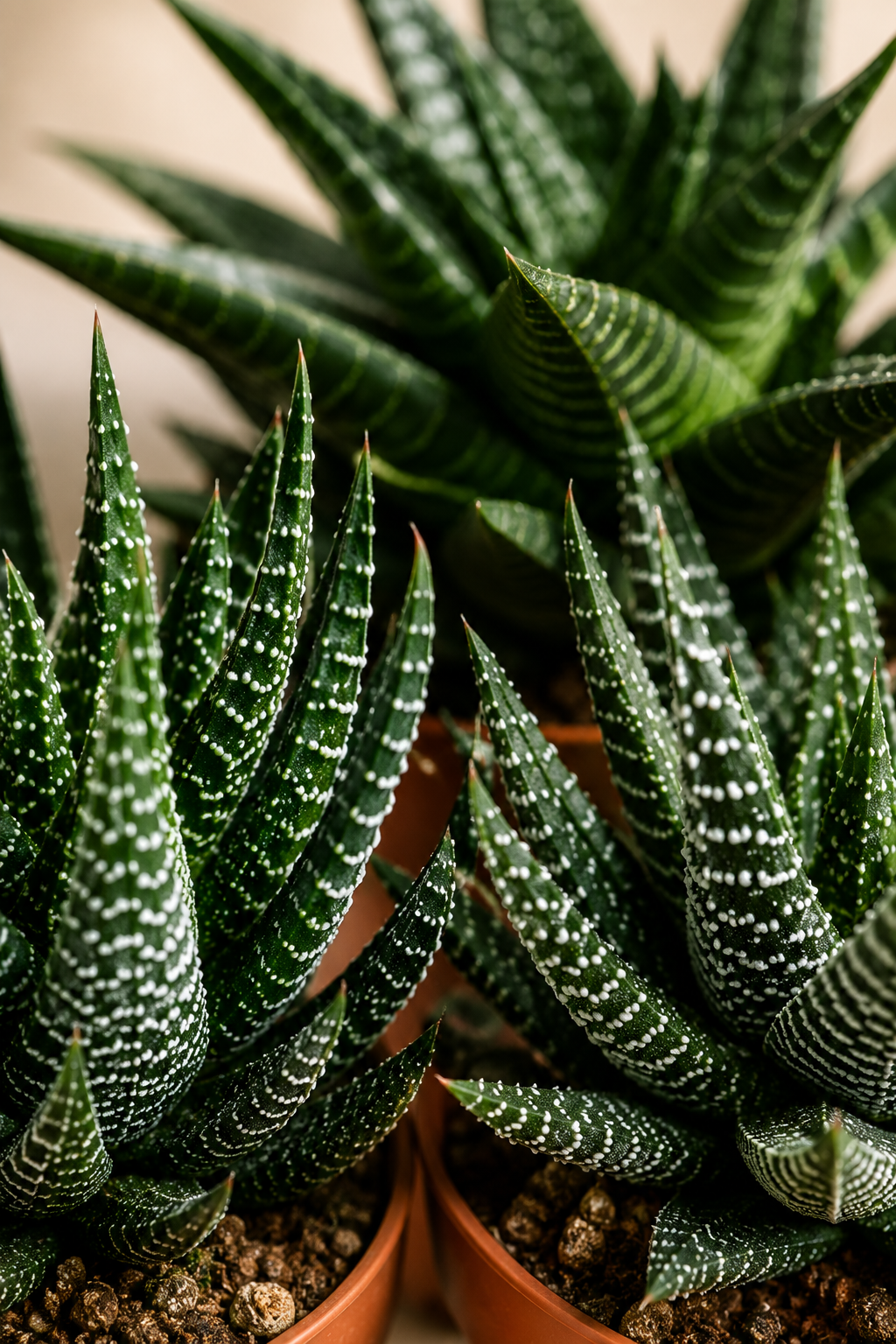 Mix Gasteria & Haworthia – 3 Large Succulents – Ø8.5 cm – Without Pot