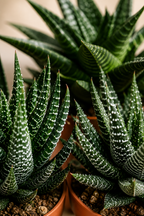 Mix Gasteria & Haworthia – 3 Large Succulents – Ø8.5 cm – Without Pot