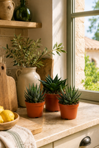 Mix Gasteria & Haworthia – 3 Large Succulents – Ø8.5 cm – Without Pot