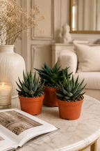 Mix Gasteria & Haworthia – 3 Large Succulents – Ø8.5 cm – Without Pot