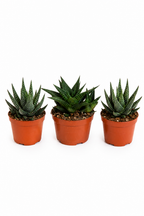Mix Gasteria & Haworthia – 3 Large Succulents – Ø8.5 cm – Without Pot