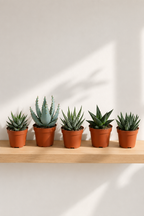 Mixed Gasteria & Haworthia – 5 Assorted Succulents – Ø5.5 cm – Without Pot