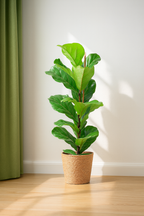 Ficus Lyrata 80 cm avec Pot Sofia Ø21 en Jonc de Mer – Vioolbladplant, Élégance Naturelle