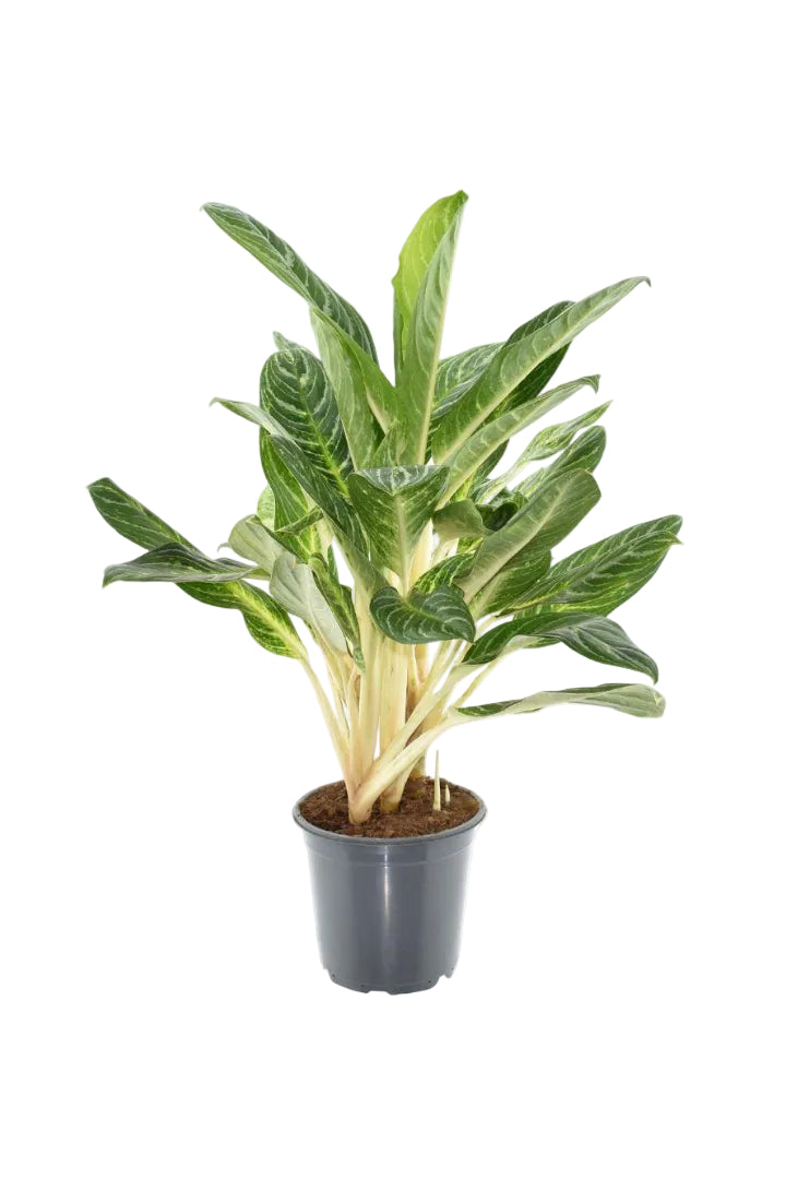 Aglaonema Keylime – Grande plante d'intérieur tropicale – Ø21 cm – Env. 70 cm