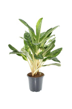 Aglaonema Keylime – Grande plante d'intérieur tropicale – Ø21 cm – Env. 70 cm