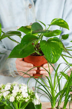 Box de Plantes Surprise à Adopter – 12 Plantes d’Intérieur