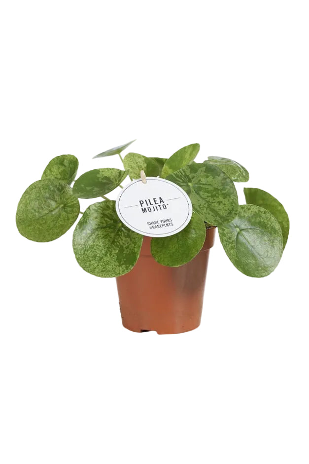 Pilea Mojito – Petite Plante Panachée Rare Vert et Blanc – Ø13 cm