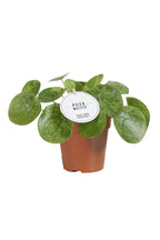 Pilea Mojito – Petite Plante Panachée Rare Vert et Blanc – Ø13 cm