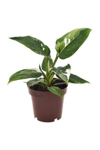 Philodendron White Princess – Plante Rare Panachée Blanche – Ø12 cm