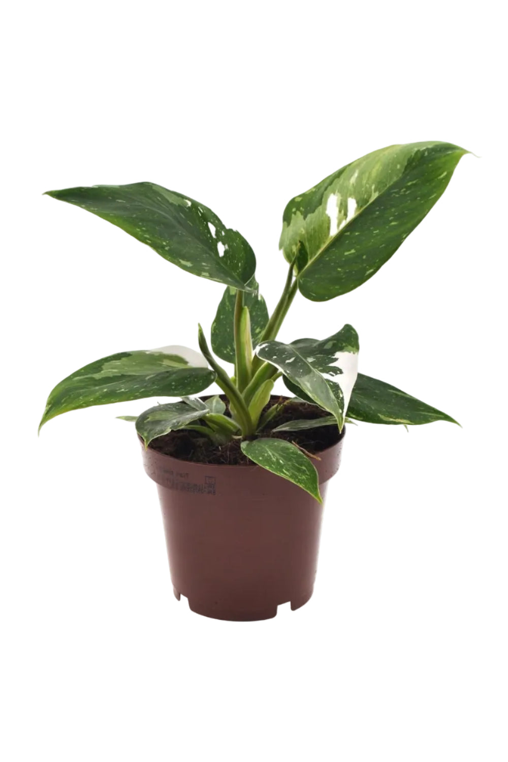 Philodendron White Princess – Rare Variegated White Plant – Ø12 cm