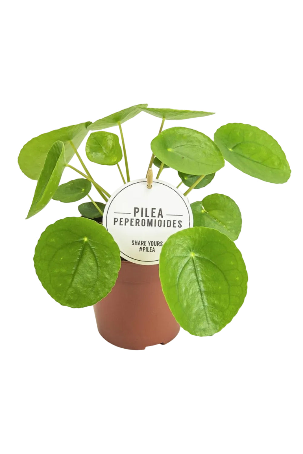 Pilea Peperomioides – Chinese Money Plant with Round Leaves – Ø13 cm