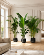 Pack de 3 plantes d’intérieur XXL – Kentia, Strelitzia & Areca 200+ cm