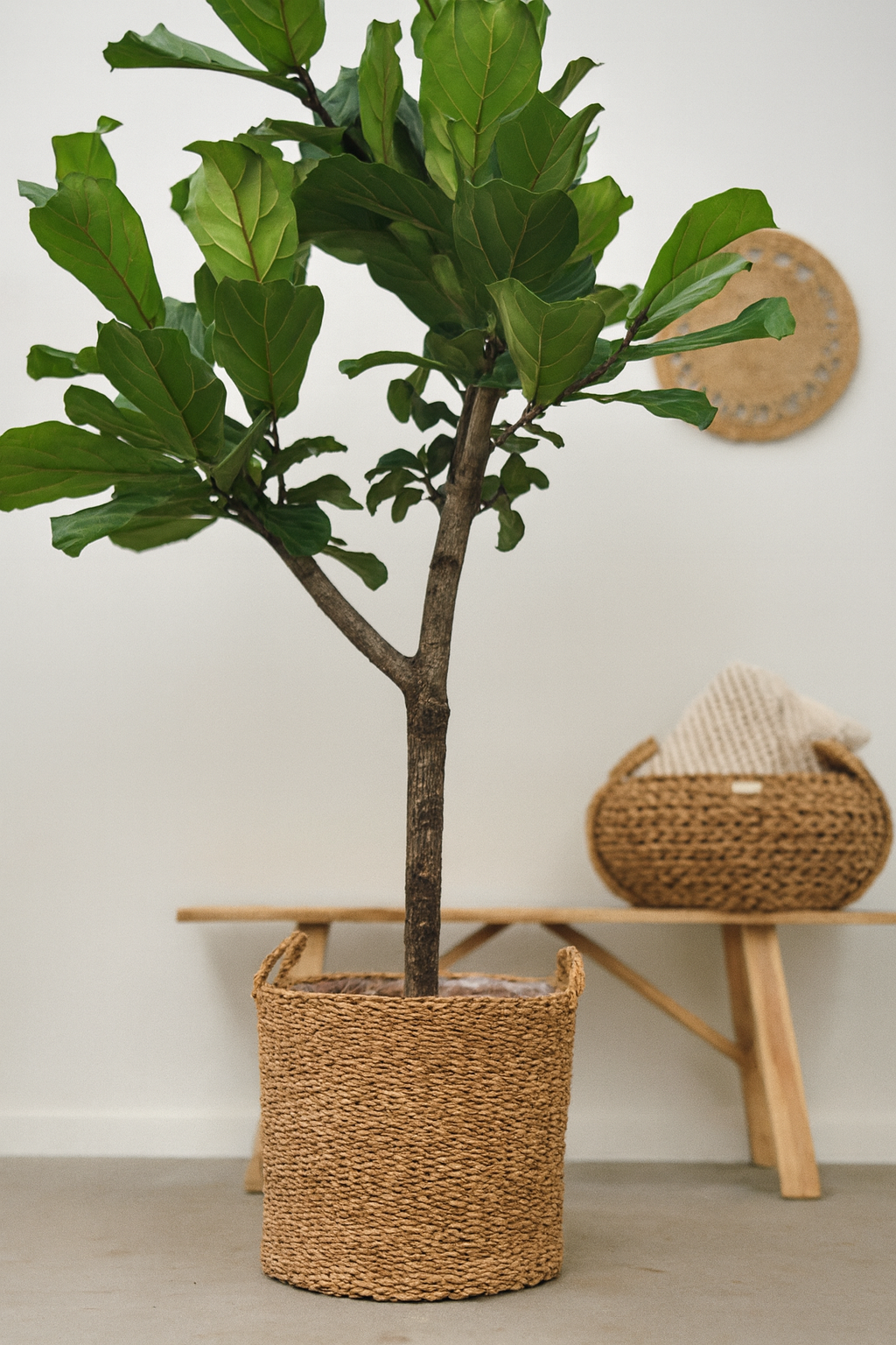 Jack Natural Fiber Plant Pot – Decorative Woven Plant Pot for Indoor Plants (5 sizes)