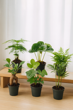 Set de 6 Mini Plantes Vertes – Pot Ø6 cm | Asparagus, Coffea Arabica, Ficus Ginseng, Fougère, Hedera, Bergpalm