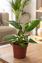 Philodendron White Princess – Plante Rare Panachée Blanche – Ø12 cm