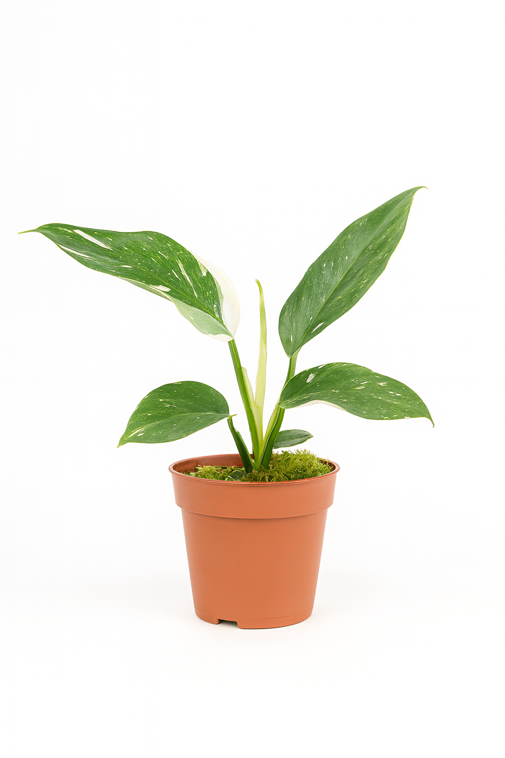 Philodendron White Princess – Plante rare & marbrures uniques (B Grade) – Ø12 cm – 30 cm