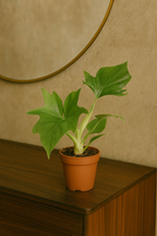 Philodendron Warszewiczii – Feuillage sculptural & esprit tropical – Ø12 cm – 30 cm