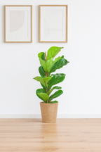 Ficus Lyrata 80 cm avec Pot Sofia Ø21 en Jonc de Mer – Vioolbladplant, Élégance Naturelle