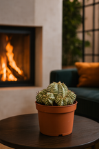 Euphorbia Meloformis Variegata – Succulente rare, Ø10,5 cm – 21 cm