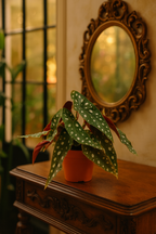 Begonia Maculata – Plante rare Ø12 cm - 20 cm – Feuilles tachetées décoratives – Plante d’intérieur graphique & tropicale